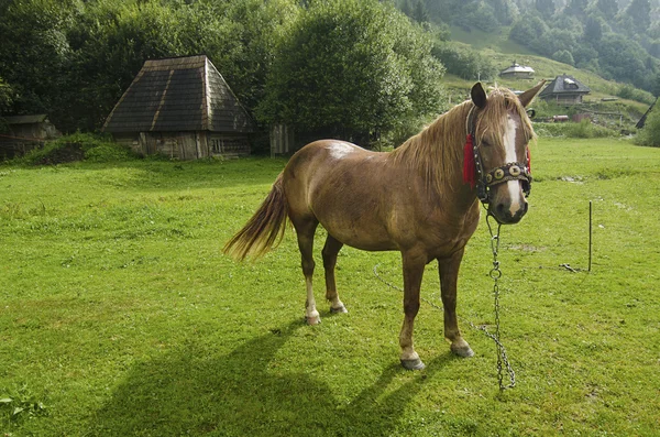 Caballo de la bahía pastando en las montañas —  Fotos de Stock