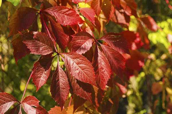 Uva silvestre hojas rojas — Foto de Stock