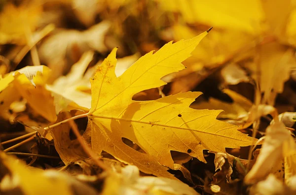 Fondo de otoño — Foto de Stock