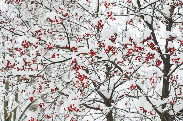Rowan in the snow