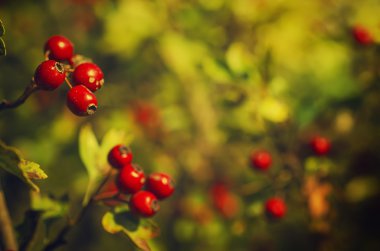 alıç meyveleri doğadaki