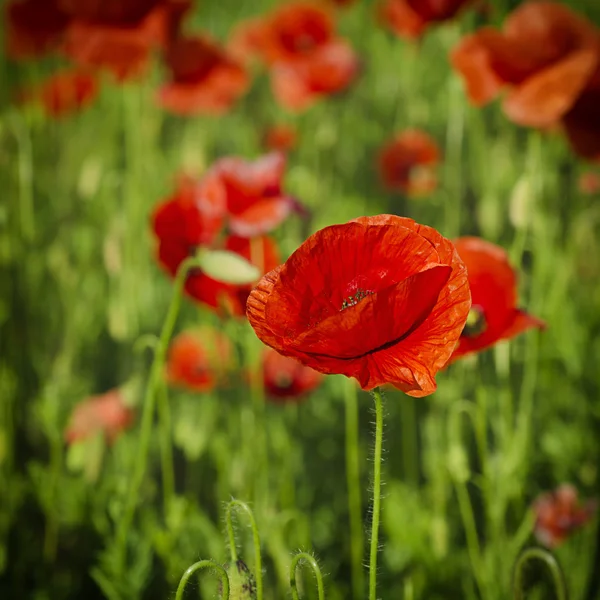 Papaver in een veld — Stockfoto