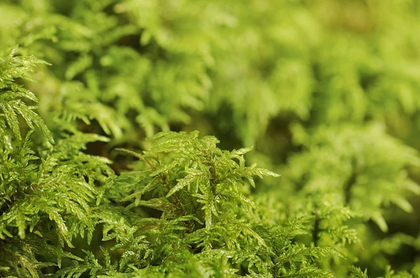 Musgo verde macro — Fotografia de Stock