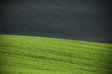 Yeşil çimen alanı arkaplanı