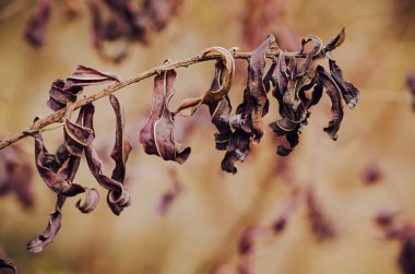 Sonbaharda mor bitki