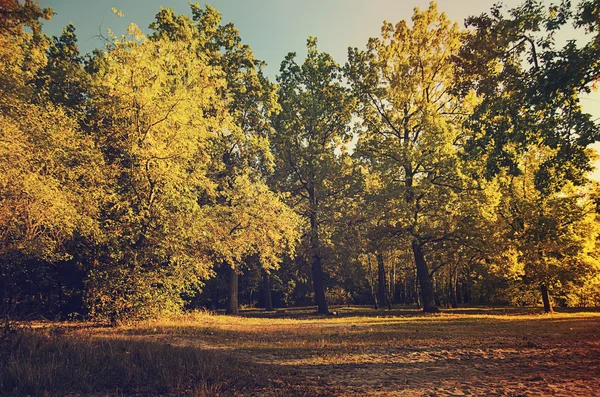 Podzimní slunný park — Stock fotografie