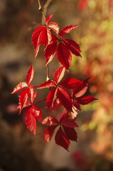 Uva silvestre hojas rojas — Foto de Stock