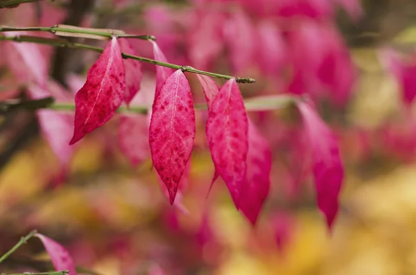 Herfst paarse plant — Stockfoto