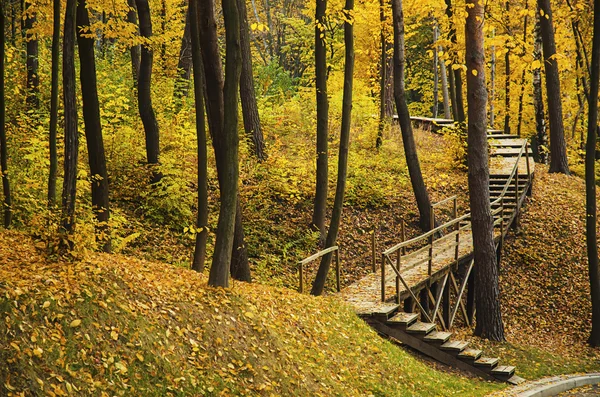 Sonbahar güneşli park — Stok fotoğraf