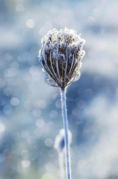 Plante de prairie congelée — Photo