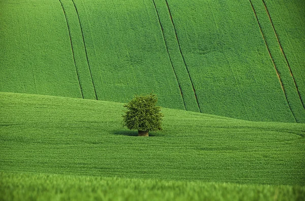 Zöld fű mező háttér Jogdíjmentes Stock Képek