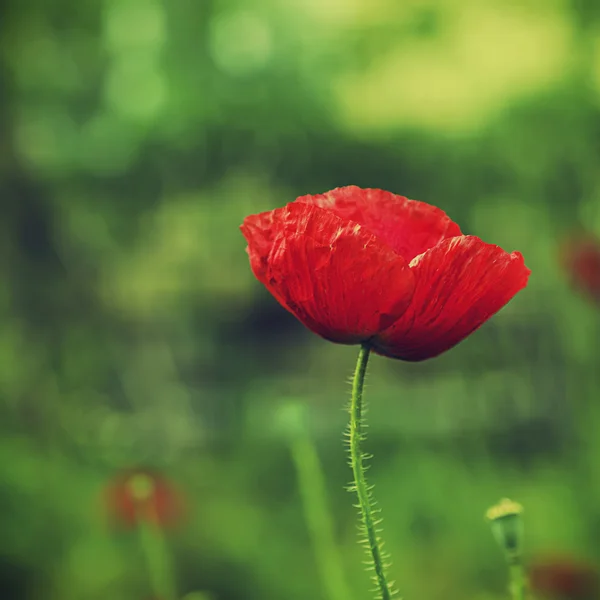 Papaver in een veld — Stockfoto