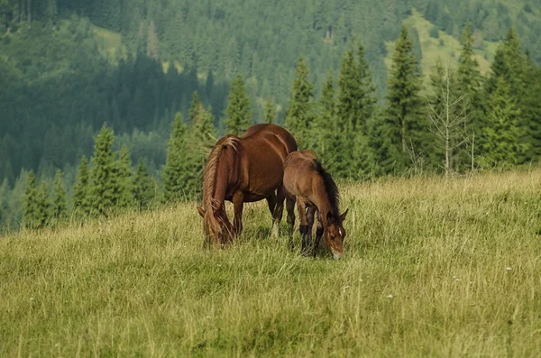 Cavalos da baía pastam nas montanhas — Fotografia de Stock