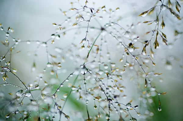 Beleza matinal — Fotografia de Stock