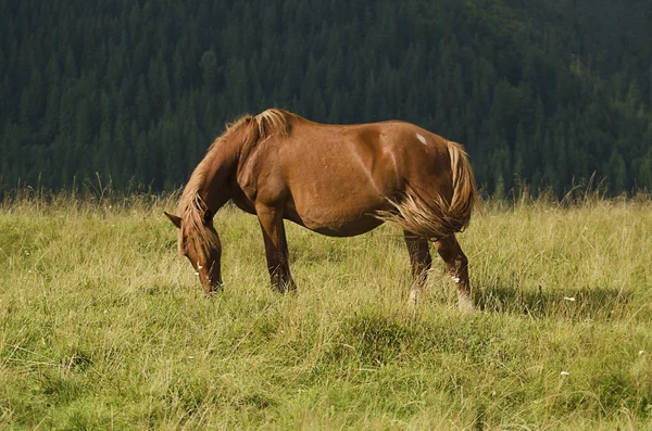 Magic horse — Stock Photo, Image