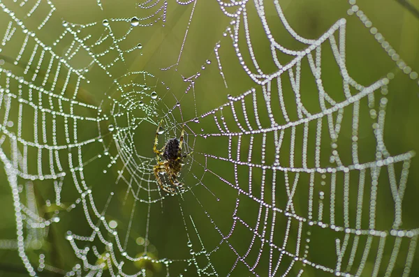 Large spider in the web — Stock Photo, Image