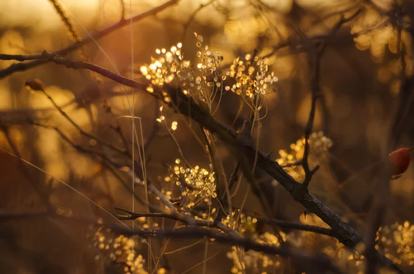 Herfst zonsondergang plant — Stockfoto