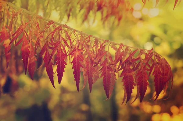 Herfst vertakking van de beslissingsstructuur — Stockfoto