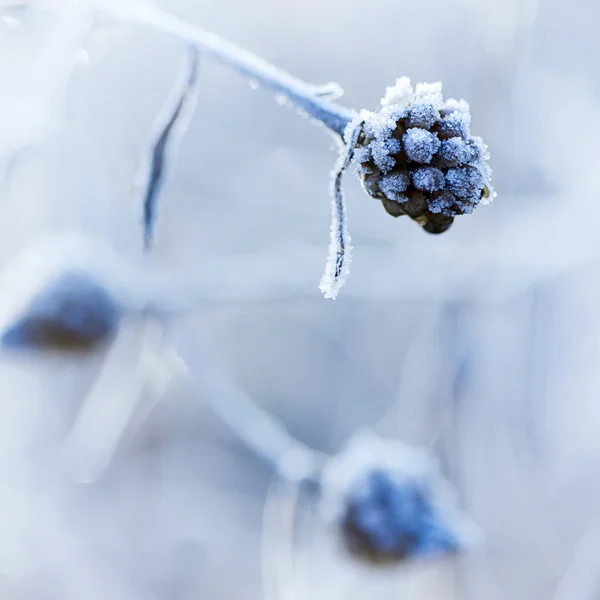 Frozen meadow plant — Stock Photo, Image