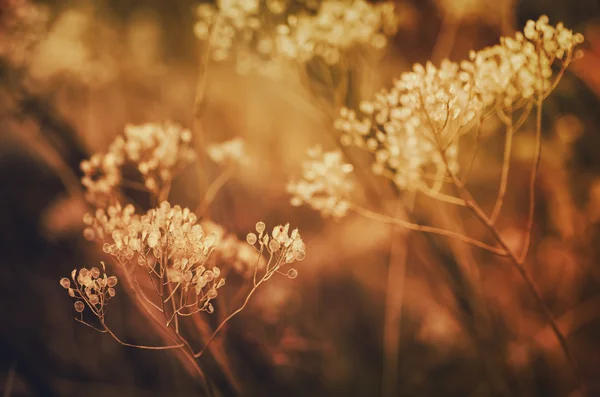 Autumn sunset plant — Stock Photo, Image