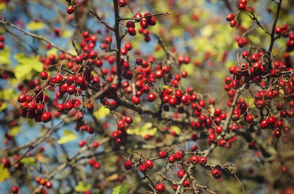 Hawthorn berries in nature — Stock Photo, Image