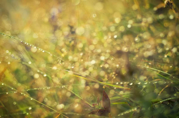 Bokeh naturale — Foto Stock