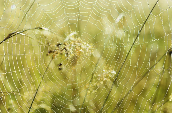 Plants with web — Stock Photo, Image