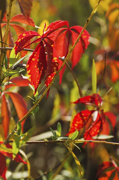 Uva silvestre hojas rojas — Foto de Stock