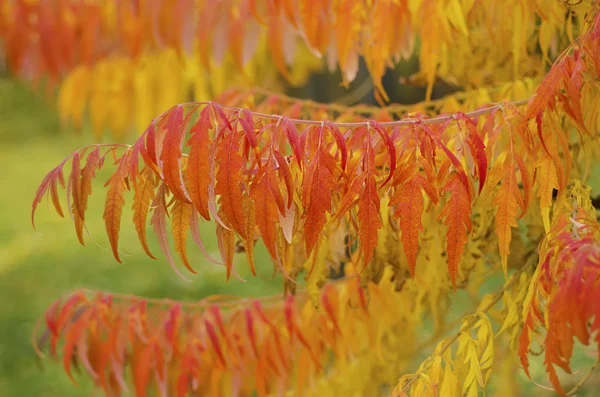 Herfst vertakking van de beslissingsstructuur — Stockfoto