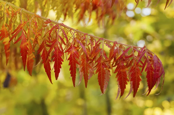 Podzimní větev stromu — Stock fotografie