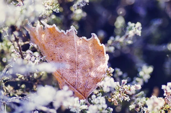 Frozen heather flower — Stock Photo, Image
