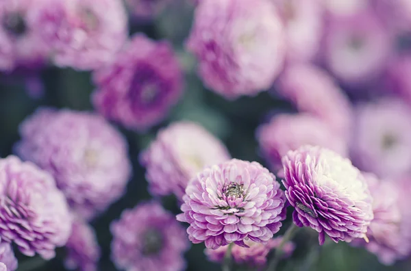 Chrysanthemum makro — Stockfoto