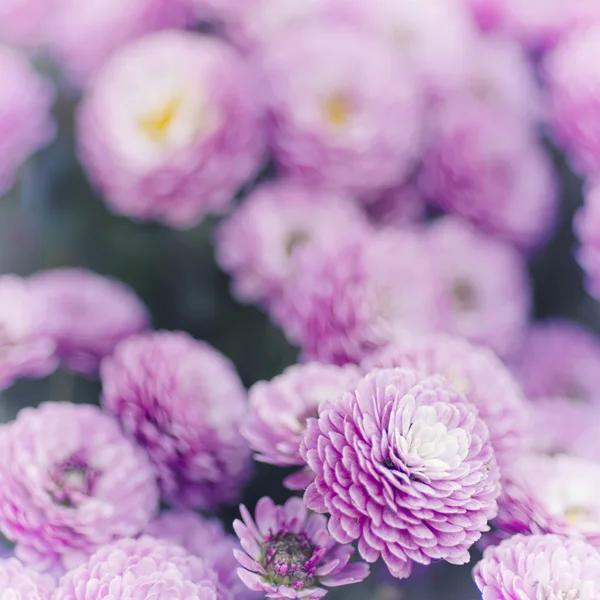 Chrysanthemum macro — Stock Photo, Image