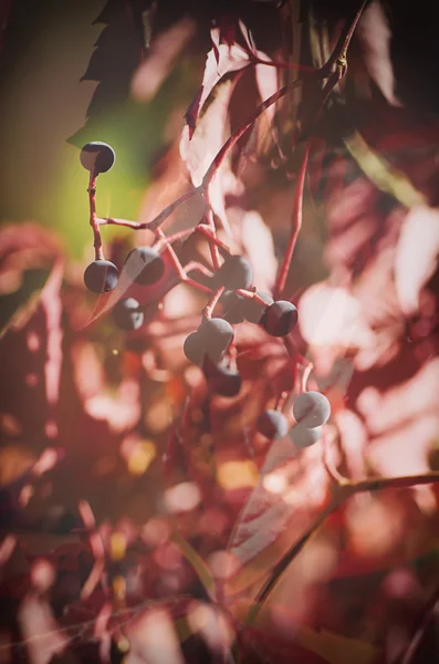 Bagas de uva selvagem — Fotografia de Stock