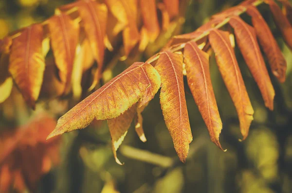 Herbstbaumzweig — Stockfoto