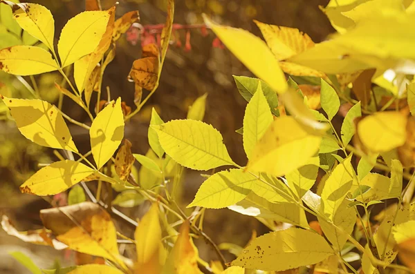 Fondo de otoño — Foto de Stock