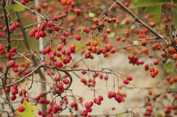 Hagtornsbär i naturen — Stockfoto