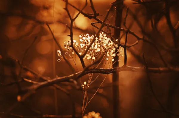 Herfst zonsondergang plant — Stockfoto