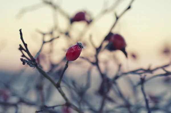 Rosehip berries at sunrise — Stock Photo, Image