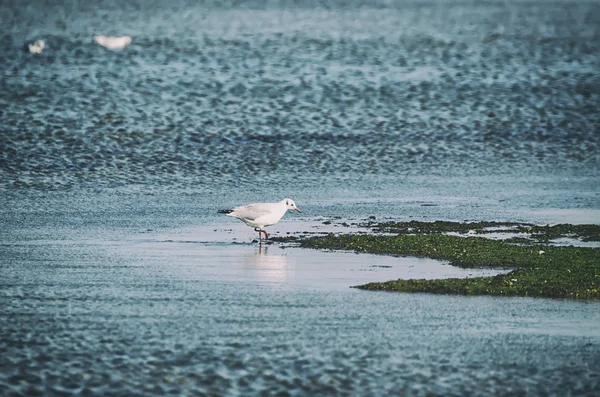 Sea gull — Stock Photo, Image