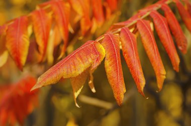 sonbahar ağaç dalı