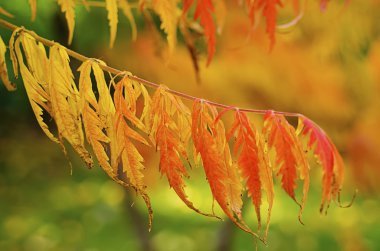 sonbahar ağaç dalı