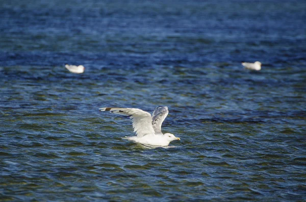 Mås flyger ur vattnet — Stockfoto