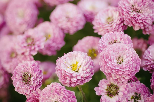 Chrysanthemum macro — Stock Photo, Image