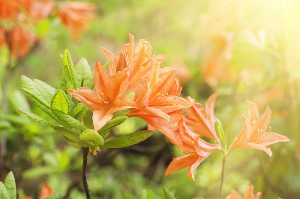 Rododendros e azáleas no jardim — Fotografia de Stock