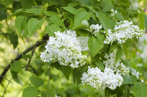 Förgrenade lila blommor — Stockfoto