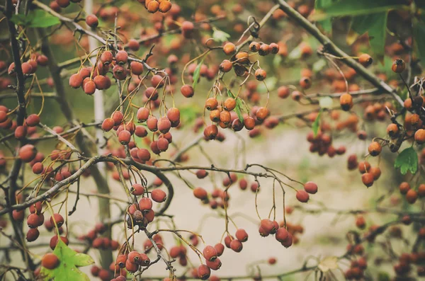 Hawthorn berries in nature — Stock Photo, Image