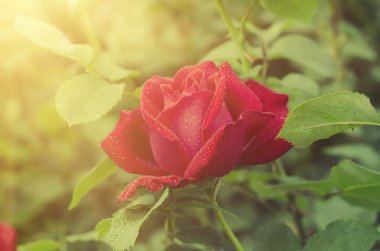 Bahçede kırmızı gül