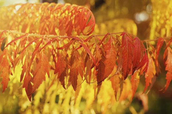 Rama de árbol de otoño —  Fotos de Stock