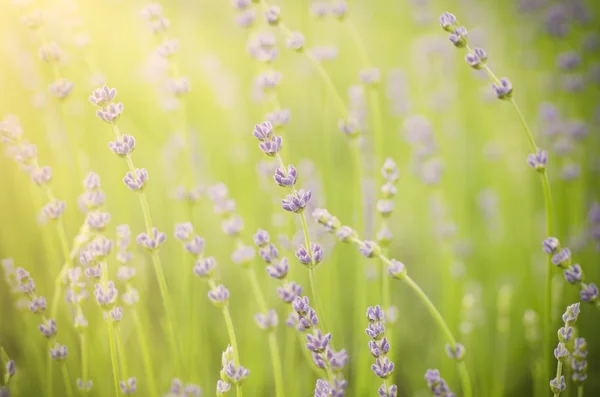 淡紫色小花 — 图库照片